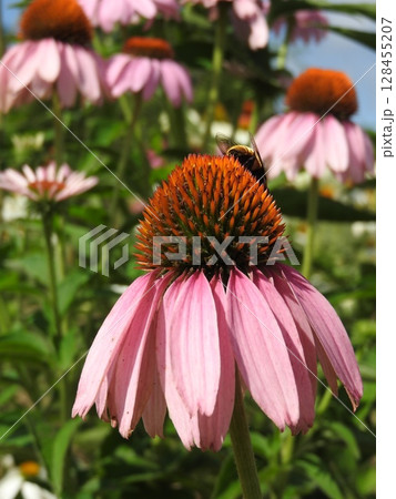 夏に咲く丈夫な「エキナセア」の花 夏に咲く丈夫な「エキナセア」の花 128455207