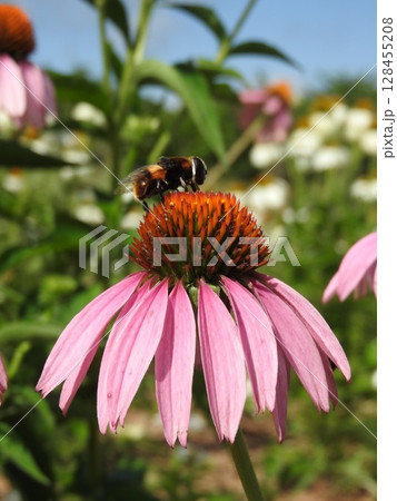 夏に咲く丈夫な「エキナセア」の花 128455208