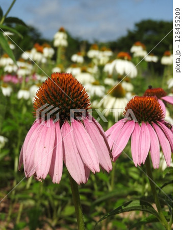 夏に咲く丈夫な「エキナセア」の花 128455209