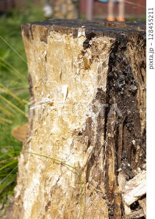 Natural bark texture of huge aged tree 128455211