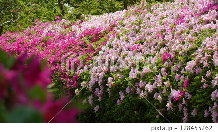 美しいツツジの花 128455262