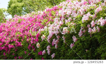 美しいツツジの花 美しいツツジの花 128455263