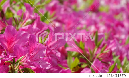 美しいツツジの花 128455279