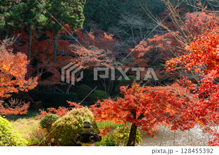 奈良県天理市の紅葉まっさかりの釜の口山長岳寺を撮影 128455392