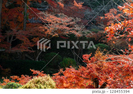 奈良県天理市の紅葉まっさかりの釜の口山長岳寺を撮影 128455394
