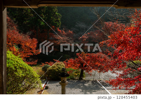 奈良県天理市の紅葉まっさかりの釜の口山長岳寺を撮影 奈良県天理市の紅葉まっさかりの釜の口山長岳寺を撮影 128455403