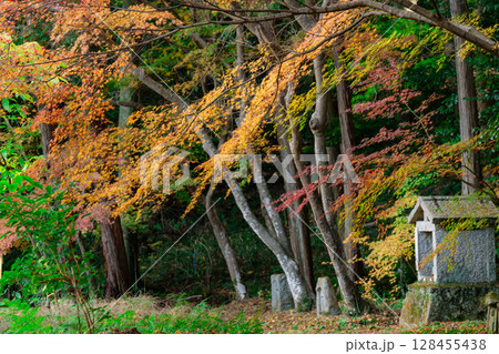 奈良県天理市の紅葉まっさかりの釜の口山長岳寺を撮影 128455438