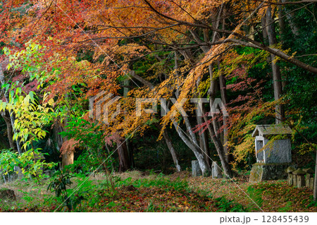 奈良県天理市の紅葉まっさかりの釜の口山長岳寺を撮影 128455439
