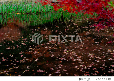 奈良県天理市の紅葉まっさかりの釜の口山長岳寺を撮影 128455446