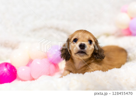 カニンヘンダックスの仔犬　1ヶ月半の仔犬 128455470