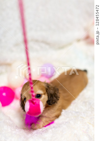 カニンヘンダックスの仔犬　1ヶ月半の仔犬 128455472