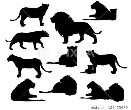 wild african lion family black and white vector silhouette design set 128455479