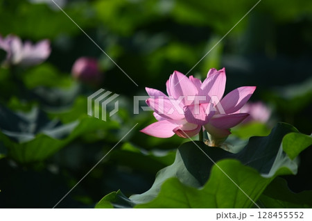 蓮の花 128455552