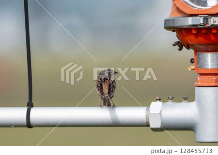 機器の上で羽を休めるホオアカ　宮城県名取市 128455713