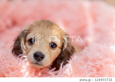 カニンヘンダックスの仔犬 1ヶ月半の仔犬 カニンヘンダックスの仔犬 1ヶ月半の仔犬 128455718