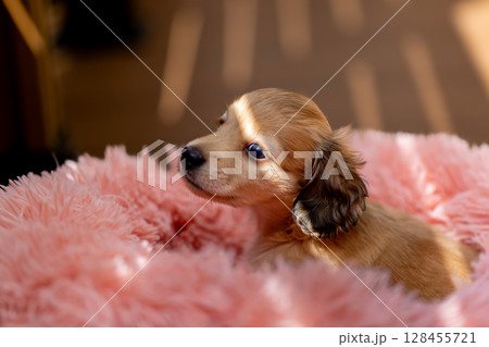 カニンヘンダックスの仔犬　1ヶ月半の仔犬 128455721