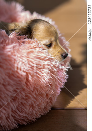 カニンヘンダックスの仔犬 1ヶ月半の仔犬 カニンヘンダックスの仔犬 1ヶ月半の仔犬 128455722