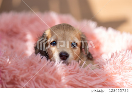 カニンヘンダックスの仔犬 1ヶ月半の仔犬 カニンヘンダックスの仔犬 1ヶ月半の仔犬 128455723