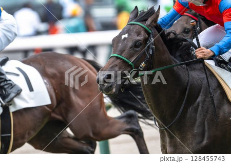 競馬場の風景 直線を走る馬 福島県福島市 競馬場の風景 直線を走る馬 福島県福島市 128455743