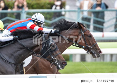 競馬場の風景　直線を走る馬　福島県福島市 128455746