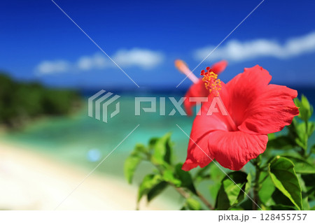 沖縄の青い海と青い空と真っ赤なハイビスカス 128455757