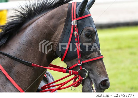 競馬場の風景 本馬場入場中の馬 福島県福島市 競馬場の風景 本馬場入場中の馬 福島県福島市 128455777
