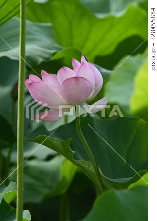 蓮の花のある風景 128455884