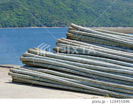 牡蠣の養殖に使われるイカダ用に、港に置かれた孟宗竹の写真 128455896