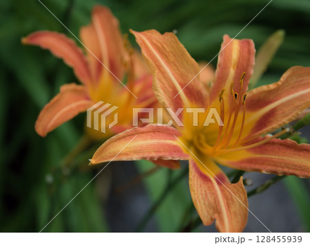 7月に美しく咲いたオレンジ色のホンカンゾウの花 128455939