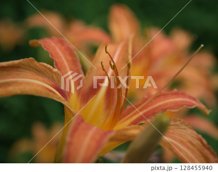 7月に美しく咲いたオレンジ色のホンカンゾウの花 128455940