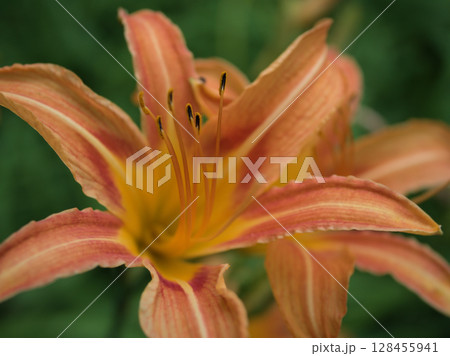7月に美しく咲いたオレンジ色のホンカンゾウの花 128455941