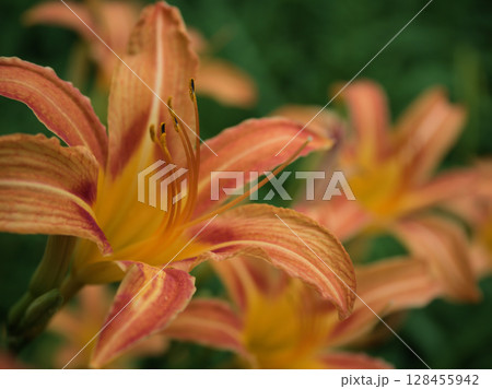7月に美しく咲いたオレンジ色のホンカンゾウの花 7月に美しく咲いたオレンジ色のホンカンゾウの花 128455942