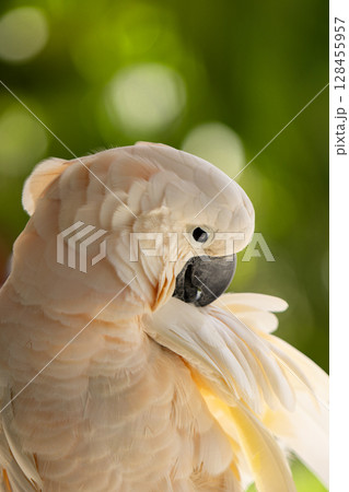 Beautiful Portrait of Yellow Crested Cookatoo Parrot , Close-up 128455957