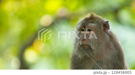 Long-tailed macaque monkey in the Sacred Forest Sanctuary in Ubud, Bali, Indonesia. The Sacred Monkey Forest Sanctuary is a nature reserve and temple complex 128456005