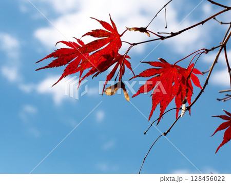 青空に映える紅葉 128456022