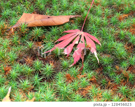 苔の上に落ちた紅葉 128456023