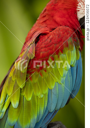 Colorful portrait of Red Macaw parrot against jungle. Wildlife and rainforest exotic tropical bird 128456072