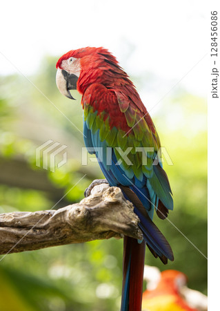 Colorful portrait of Red Macaw parrot against jungle. Wildlife and rainforest exotic tropical bird Colorful portrait of Red Macaw parrot against jungle. Wildlife and rainforest exotic tropical bird 128456086