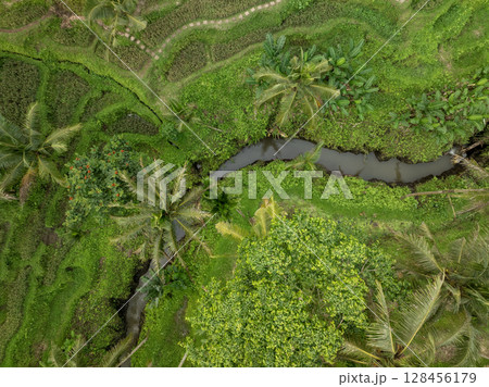Aerial drone view of Tegallalang Rice fields terraces in Ubud, Bali, Indonesia 128456179