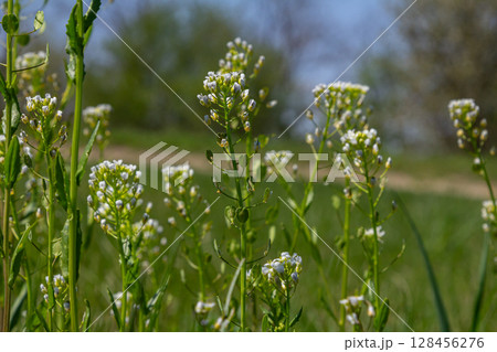 Field pennycress blooms with white flowers in a vibrant green field during spring season 128456276