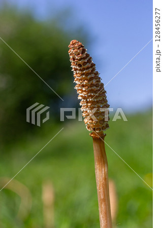 Field horsetail showcases its unbranched stem and spore cone in a vibrant spring setting with a clear blue sky 128456277