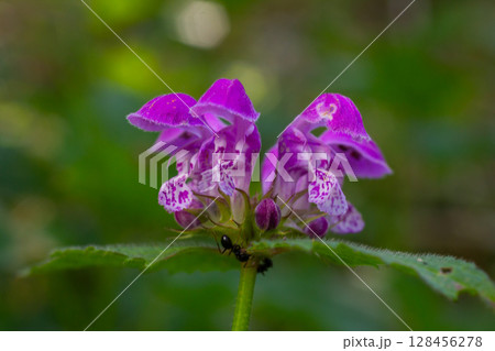 Red Dead-nettle showing vibrant purple flowers with distinctive patterns and green toothed leaves in a natural setting at midday Red Dead-nettle showing vibrant purple flowers with distinctive patterns and green toothed leaves in a natural setting at midday 128456278