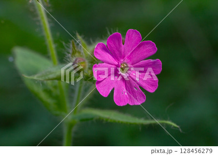 Bright pink flowers of Silene dioica thrive in woodland edges and hedgerows during spring showcasing their vibrant beauty Bright pink flowers of Silene dioica thrive in woodland edges and hedgerows during spring showcasing their vibrant beauty 128456279
