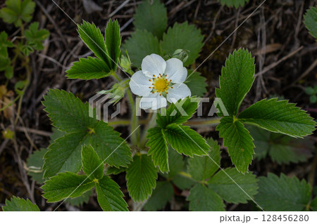 Creamy strawberry plant with white flowers and trifoliate leaves thriving in a natural setting during the spring season Creamy strawberry plant with white flowers and trifoliate leaves thriving in a natural setting during the spring season 128456280