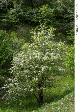 Blooming Crataegus monogyna in a lush green landscape during spring showcasing delicate white flowers against vibrant foliage 128456289