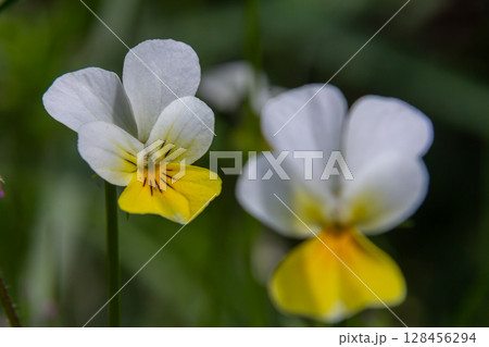 Vibrant yellow flowers of Viola odorata blooming in a serene woodland setting during springtime 128456294
