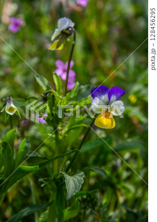 Sweet violet blooms with yellow flowers and heart-shaped leaves in a woodland setting during springtime 128456295