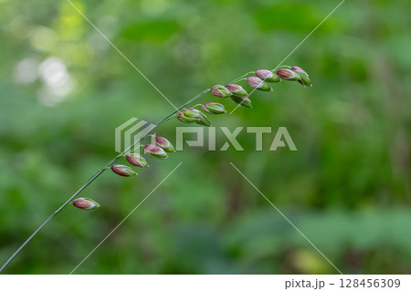 Nodding Melick showcases graceful spikelets swaying in a serene forest setting during late spring afternoon 128456309