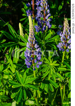 Bigleaf lupine showcases vibrant blue flowers with prominent palmate leaves in a lush setting during a sunny day in early spring 128456326