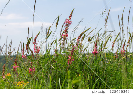 Common sainfoin blooms with pink spikes among green grass in a field under a clear sky during late spring Common sainfoin blooms with pink spikes among green grass in a field under a clear sky during late spring 128456343